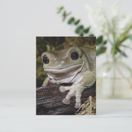 Dumpy Tree Kikker. Kikker glimlachen. Litoria caer Briefkaart (Staand voorkant)