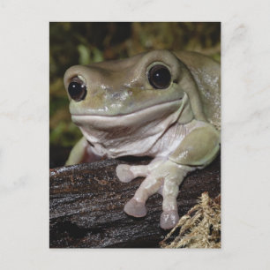 Dumpy Tree Kikker. Kikker glimlachen. Litoria caer Briefkaart