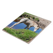 Dun buckskin veulen paard Tegel Tegeltje (Zijkant)