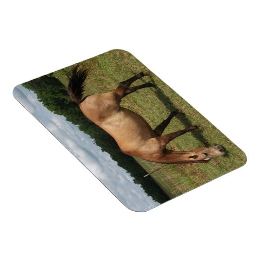 Dun Connemara Pony, Paard, Grazend in Weiland Magneet (Rechterzijde)