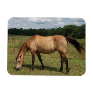 Dun Connemara Pony, Paard, Grazend in Weiland Magneet