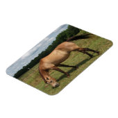 Dun Connemara Pony, Paard, Grazend in Weiland Magneet (Linkerzijde)