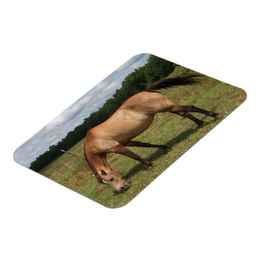 Dun Connemara Pony, Paard, Grazend in Weiland Magneet (Linkerzijde)