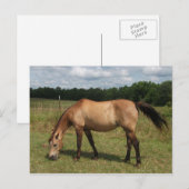 Dun Connemara Pony, Paarden, grazen in pasta Briefkaart (Voorkant / Achterkant)