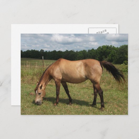 Dun Connemara Pony, Paarden, grazen in pasta Briefkaart (Voorkant / Achterkant)