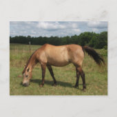 Dun Connemara Pony, Paarden, grazen in pasta Briefkaart (Voorkant)