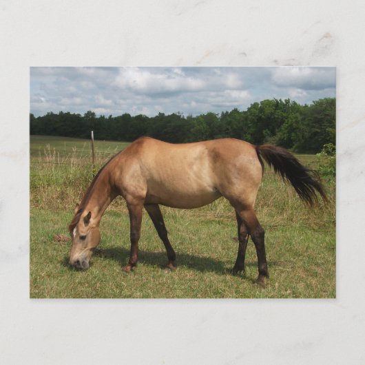 Dun Connemara Pony, Paarden, grazen in pasta Briefkaart (Voorkant)