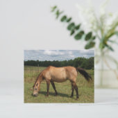 Dun Connemara Pony, Paarden, grazen in pasta Briefkaart (Staand voorkant)