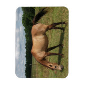 Dun Connemara Pony, Paarden, grazen in pasta Magneet (Verticaal)