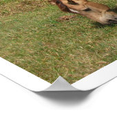 Dun Connemara Pony, Paarden, grazen in pasta Poster (Hoek)