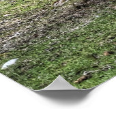 Dun Ranch Horse Cantering in Forest Equine Photo Poster (Hoek)