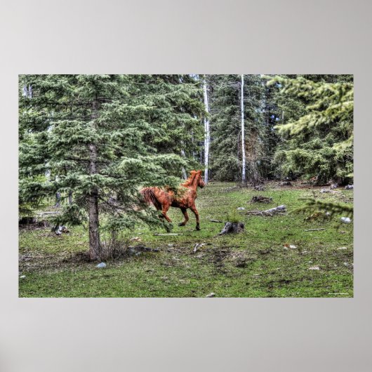 Dun Ranch Horse Cantering in Forest Equine Photo Poster (Voorkant)