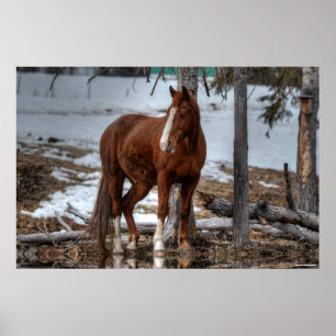 Dun Ranch Horse Drink Hole Equine-foto Poster