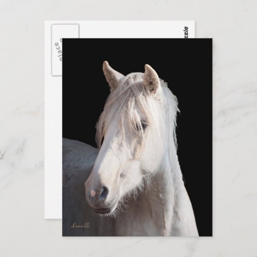 Dunalino American Bashkir Curly briefkaart (Voorkant / Achterkant)