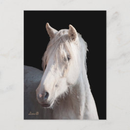 Dunalino American Bashkir Curly briefkaart