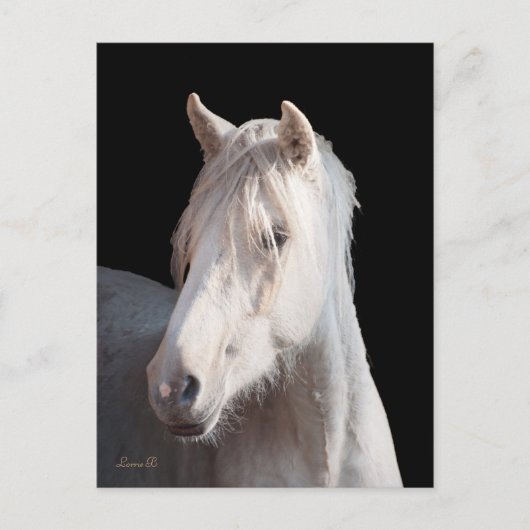 Dunalino American Bashkir Curly briefkaart (Voorkant)