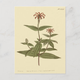 Dunbloemige Rode Zinnia Illustratie Briefkaart