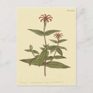Dunbloemige Rode Zinnia Illustratie Briefkaart