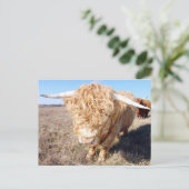 Duncan The Highland Bull Briefkaart (Staand voorkant)