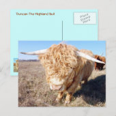 Duncan The Highland Bull Briefkaart (Voorkant / Achterkant)