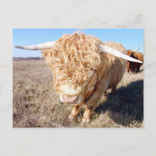 Duncan The Highland Bull Briefkaart