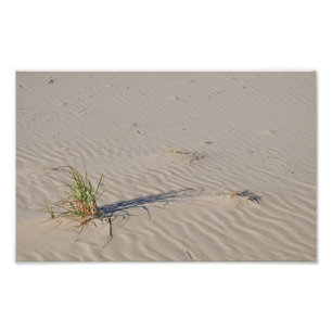 Dune Grass op het strand Foto Afdruk