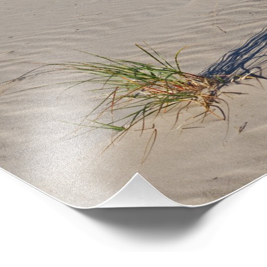 Dune Grass op het strand Foto Afdruk (Hoek)
