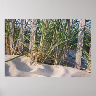 Dune Grass Poster