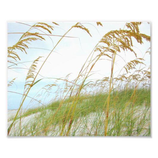 Dune Grass White Sand Beach Foto Afdruk (Voorkant)