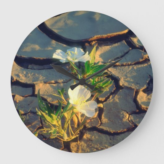 Dune Primrose groeit uit Cracked Mud Grote Klok (Voorkant)