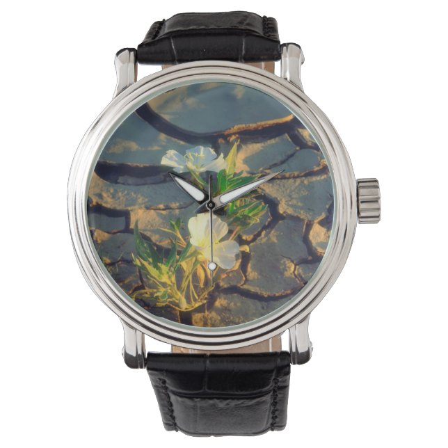 Dune Primrose groeit uit gebarsten modder Horloge (Voorkant)