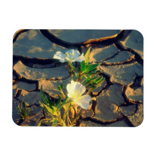 Dune Primrose groeit uit gebarsten modder Magneet