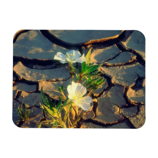 Dune Primrose groeit uit gebarsten modder Magneet (Horizontaal)