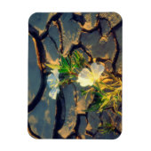Dune Primrose groeit uit gebarsten modder Magneet (Verticaal)