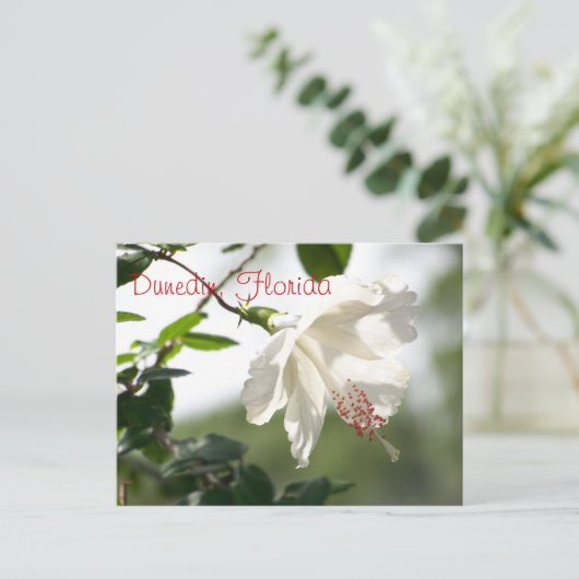 Dunedin, Florida Briefkaart (Staand voorkant)