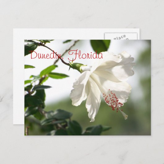 Dunedin, Florida Briefkaart (Voorkant / Achterkant)