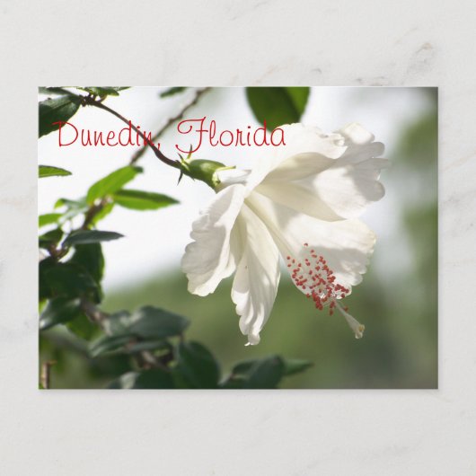 Dunedin, Florida Briefkaart (Voorkant)