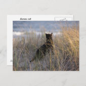 Dunes Cat Briefkaart (Voorkant / Achterkant)