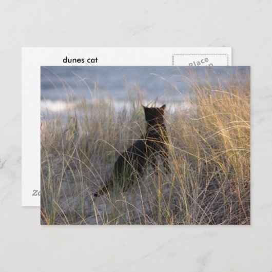 Dunes Cat Briefkaart (Voorkant / Achterkant)