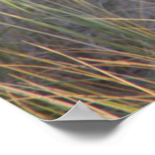 Dunes Kat Poster (Hoek)