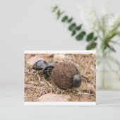 Dung Beetle Briefkaart (Staand voorkant)