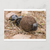 Dung Beetle Briefkaart (Voorkant)