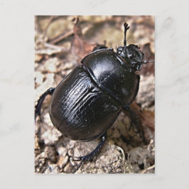 Dung Beetles Briefkaart