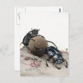Dung Bettle Briefkaart (Voorkant / Achterkant)