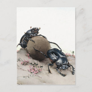 Dung Bettle Briefkaart