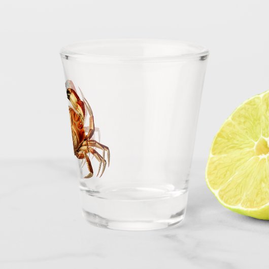 Dungeness Crab - Cancer Bellianis Shot Glas (Rechts)