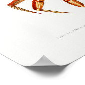  Dungeness Crab Illustratie Poster (Hoek)