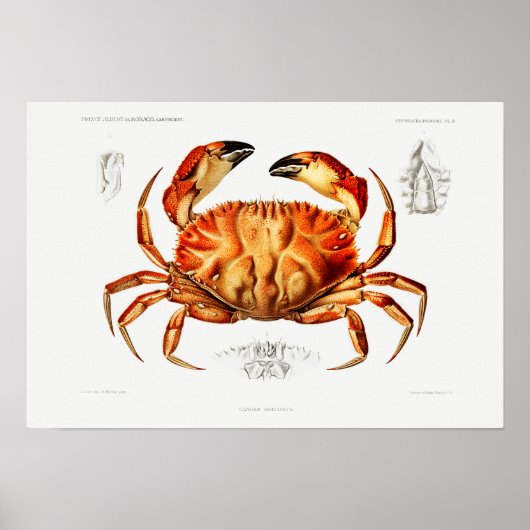  Dungeness Crab Illustratie Poster (Voorkant)