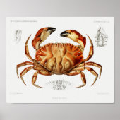  Dungeness Crab Illustration Scientific Poster (Voorkant)