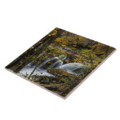 Dunloup Creek Herfsten | West Virginia Tegeltje (Zijkant)